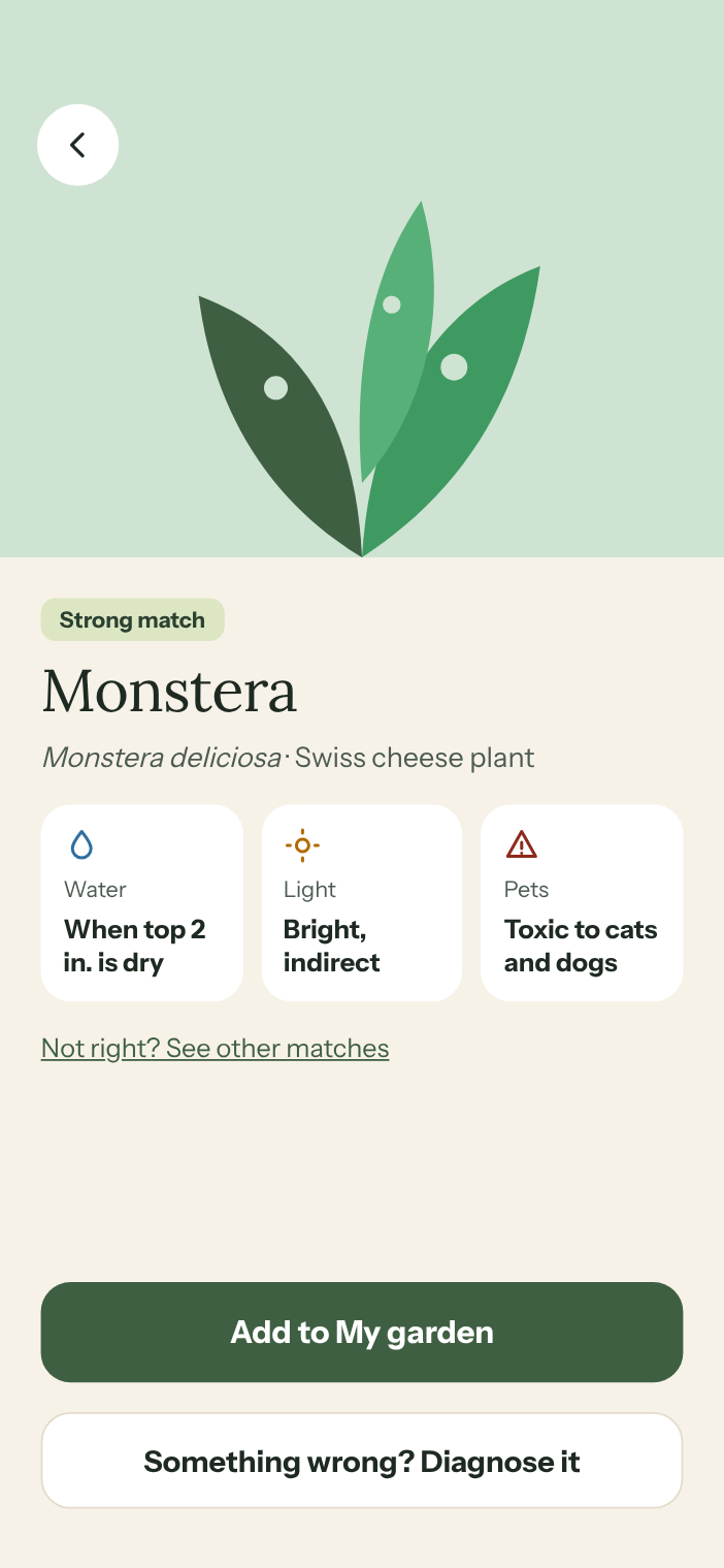 MossWood identifying a monstera, with water, light and pet safety