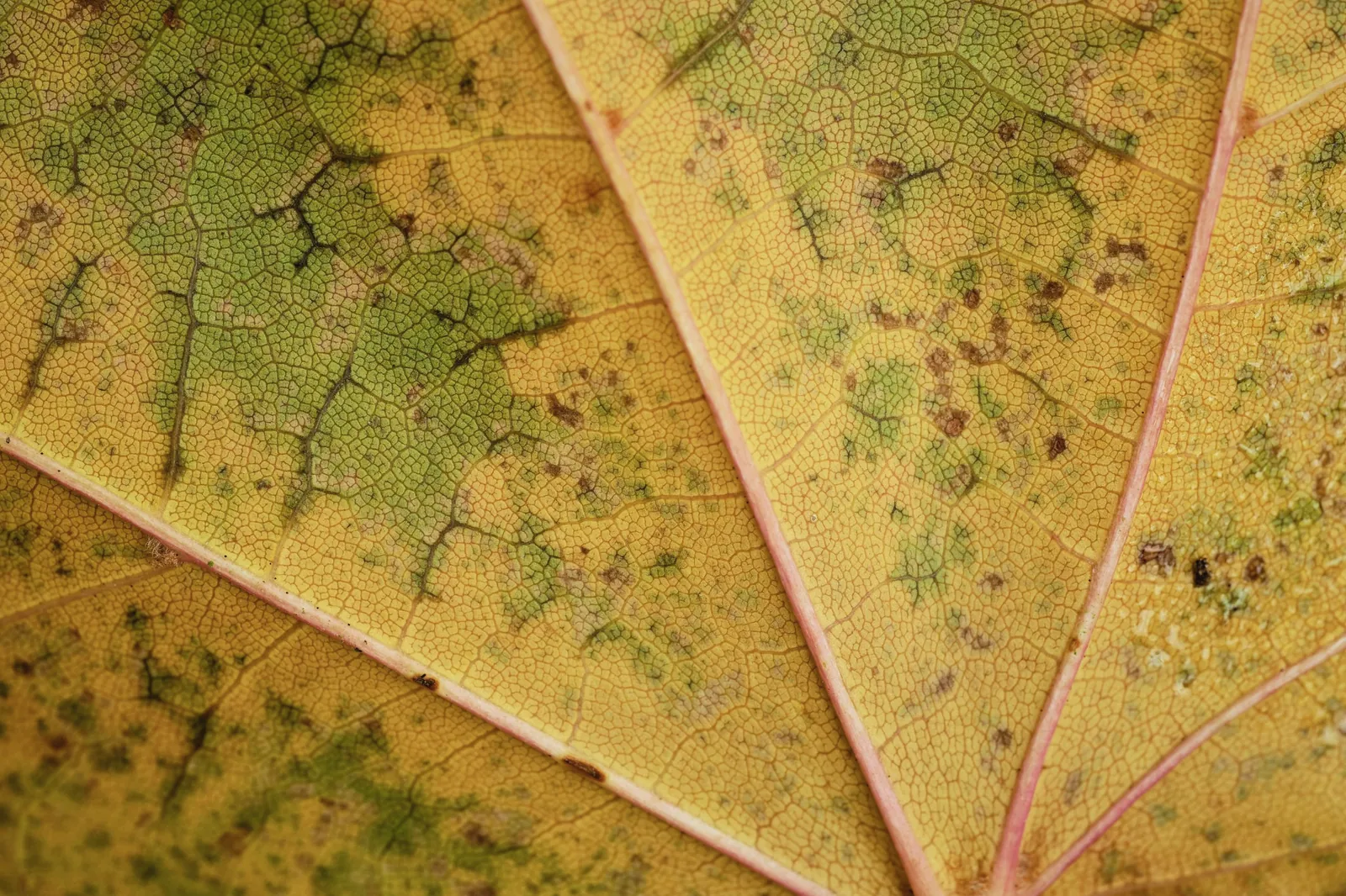 Close-up of a yellowing leaf with brown spots
