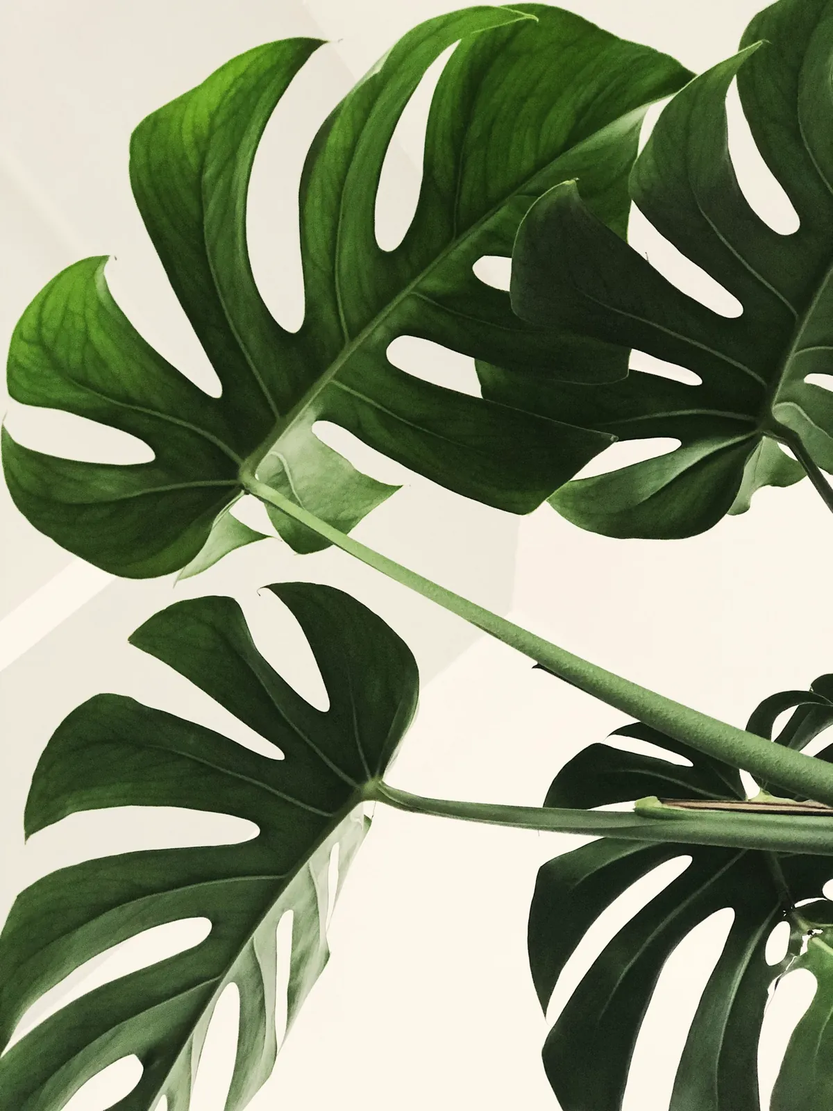 Monstera leaves against a pale wall