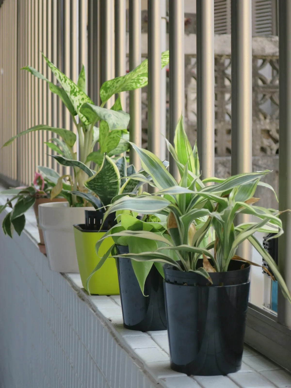 Potted plants lined up along a balcony railing