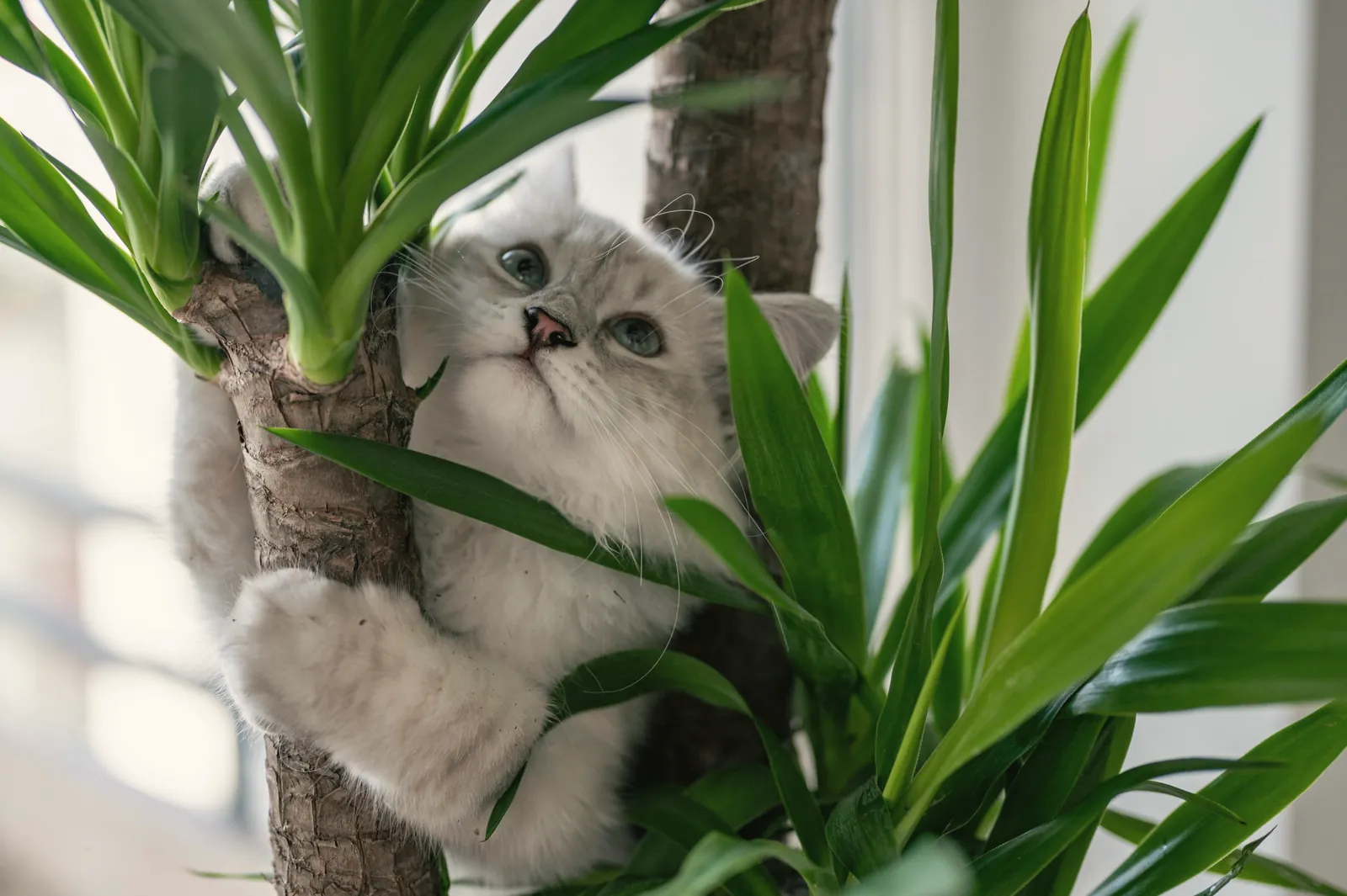 A cat climbing a potted yucca