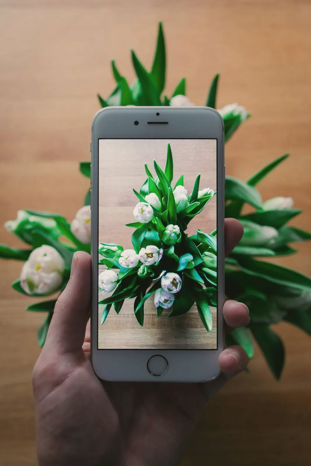 A phone camera pointed at a bunch of white tulips